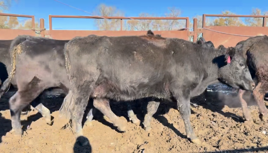 All 3-4 yr olds-Bred Simm/Angus- Calve April 1st 45 days-BC1208E5